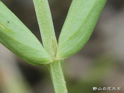 ハナハマセンブリ－茎