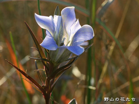 ホソバリンドウ－花