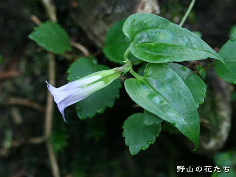 ツルリンドウ－花・葉