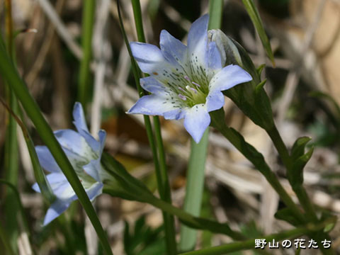 タテヤマリンドウ－花