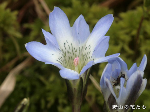 タテヤマリンドウ－花２