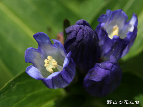 オヤマリンドウ－花