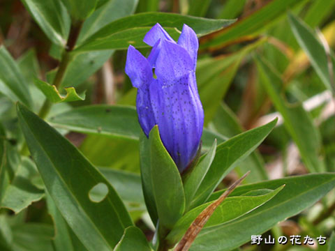エゾオヤマリンドウ－花