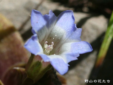 コヒナリンドウ－花