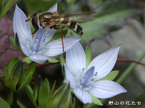 ヒメセンブリ－花