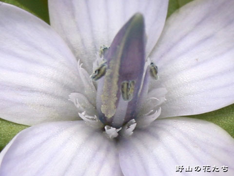 ヒメセンブリ－花２