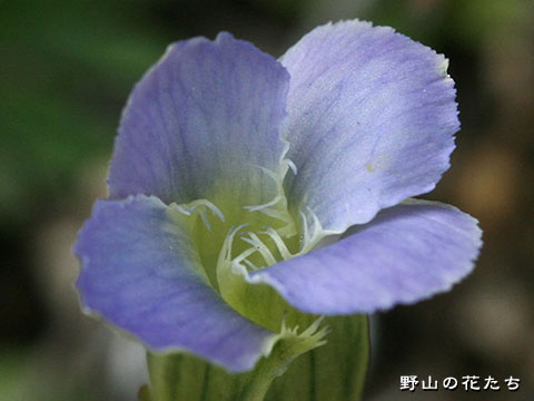 アカイシリンドウ－花