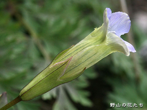 アカイシリンドウ－花２
