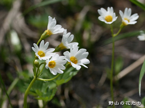 ヒナザクラ－花