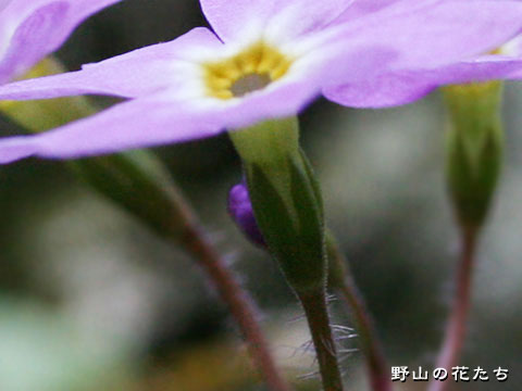 シナノコザクラ－花２