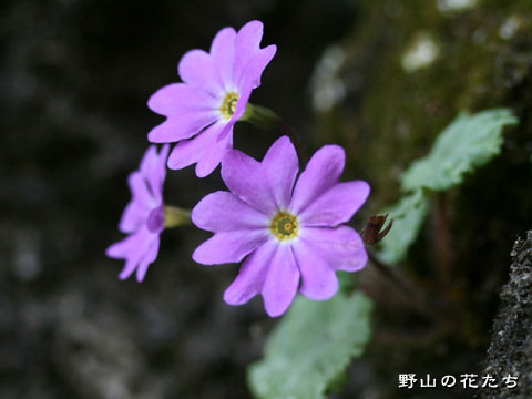 シナノコザクラ－花
