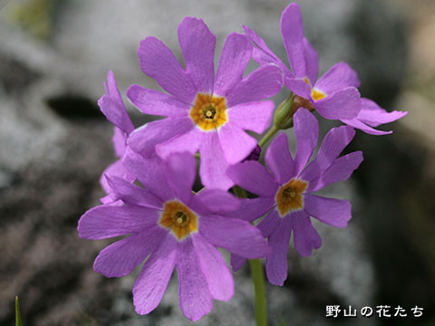 ミチノクコザクラ－花