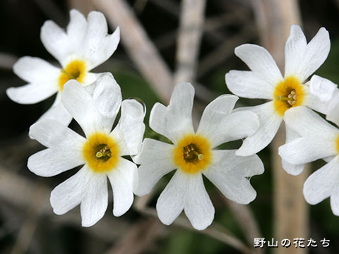 ヒメコザクラ－花