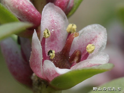 ウミミドリ－花