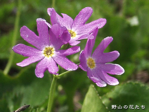 ハクサンコザクラ－花