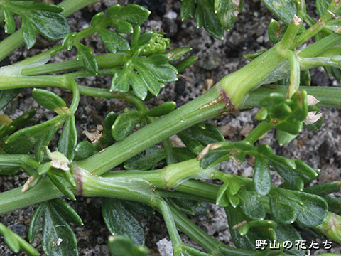ハマゼリ－茎・葉