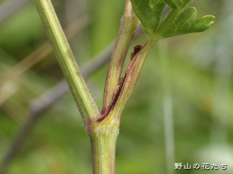 ハマイブキボウフウ－茎