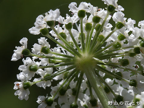エゾノヨロイグサ－花４