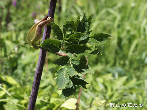 エゾノヨロイグサ－茎・葉