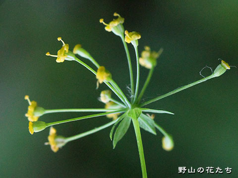 オオホタルサイコ－花２