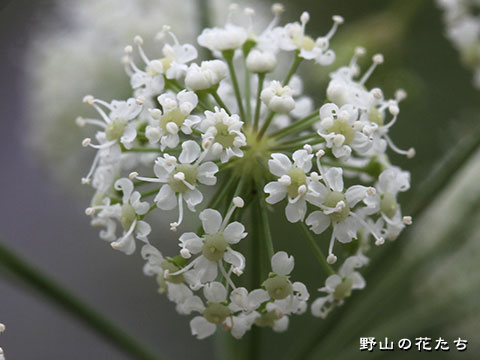 ドクゼリ－花３