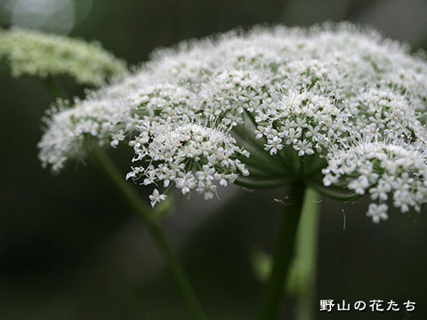 ミヤマセンキュウ－花