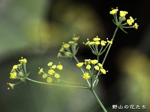 オオホタルサイコ－花２