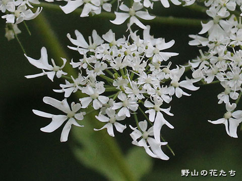 ホソバハナウド－花