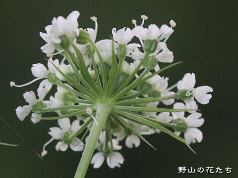 セリモドキ－花