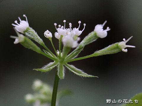 ヤブニンジン－花