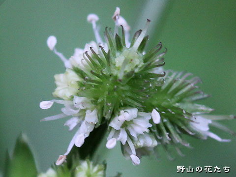 ウマノミツバ－花３