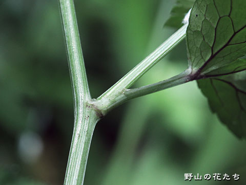 ウマノミツバ－茎
