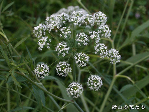 ドクゼリ－花