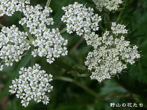 シラネニンジン－花