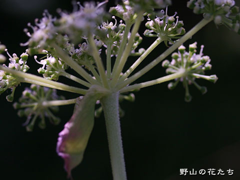 シロバナノダケ－花