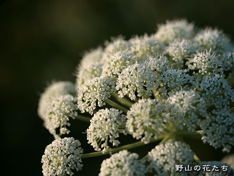 エゾノヨロイグサ－花