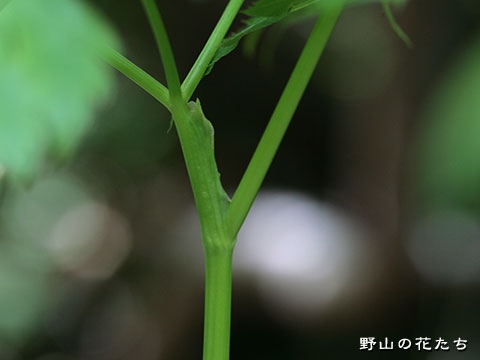 イブキゼリモドキ－茎