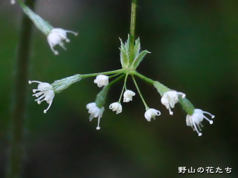 ミヤマヤブニンジン－花２