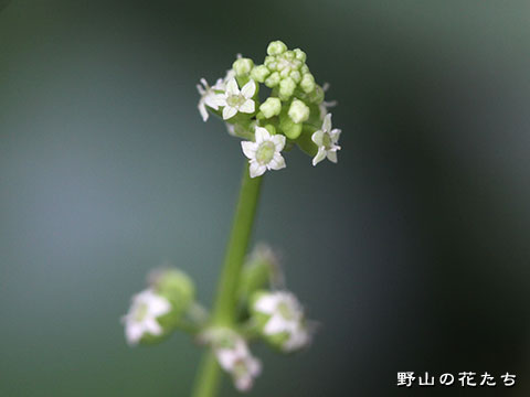 ウチワゼニクサ－花