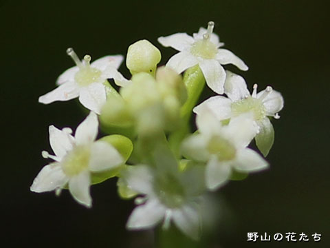 アマゾンチドメグサ－花