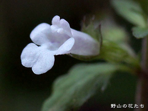 ヒロハヤマトウバナ－花序