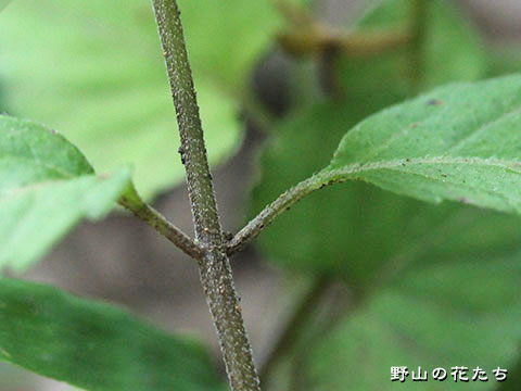 ヒロハヤマトウバナ－茎