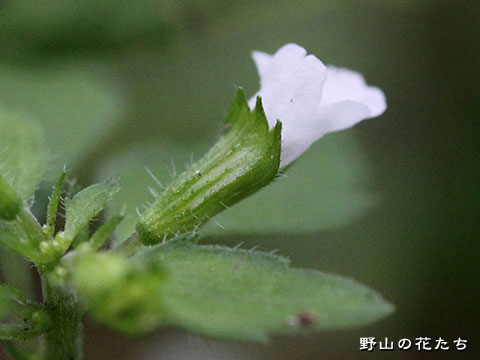 ヒロハヤマトウバナ－花２