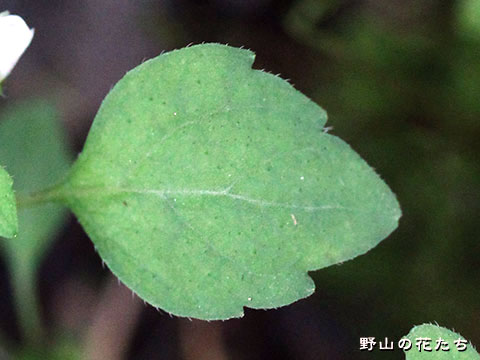 ヒロハヤマトウバナ－葉
