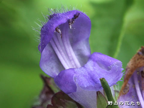 タテヤマウツボグサ－花２