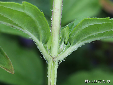 タチヤマウツボグサ－茎