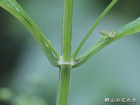 クロバナヒキオコシ－茎