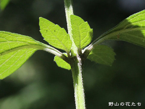 キセワタ－茎