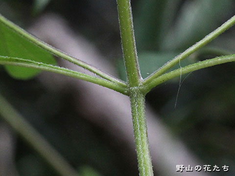 フトボナギナタコウジュ－茎