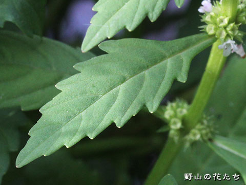 コシロネ－花・葉
